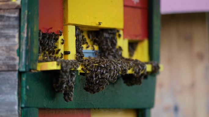 绿地上的蜂箱养蜂人科技农业养殖业动物主题