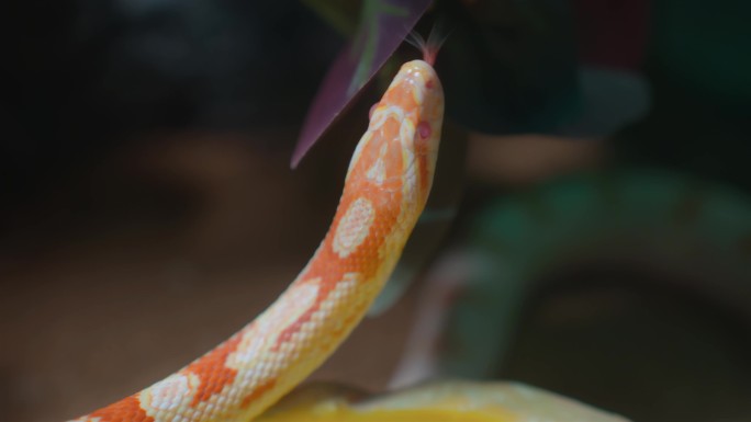 蛇吐蛇信嗅猎物
