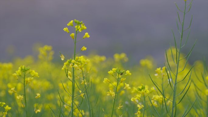 4K蜜蜂 油菜花朵 油菜地  春天