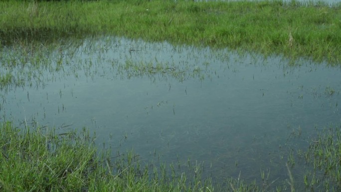 植物生态公园 生态湿地 沼泽地 水草湿地