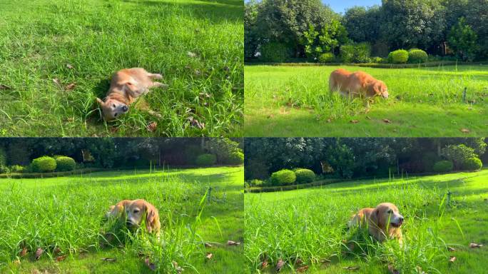 草地上玩耍的狗狗4k60帧