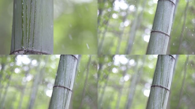 雨中竹林