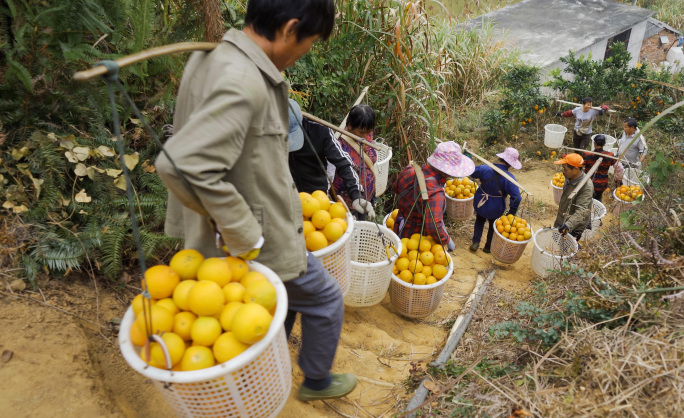 挑脐橙下山的农民升格