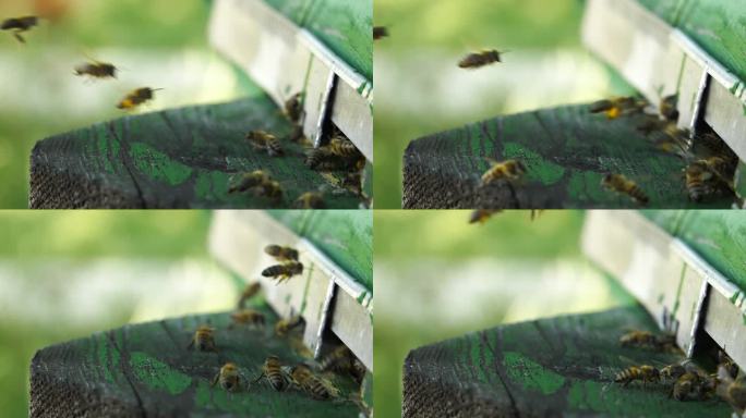 蜜蜂飞回农场的蜂巢