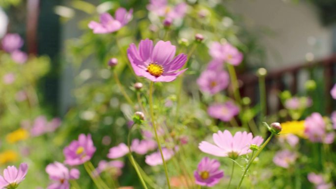 逆光花丛小花升格空镜4K