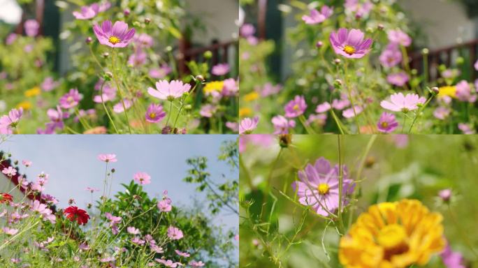 逆光花丛小花升格空镜4K