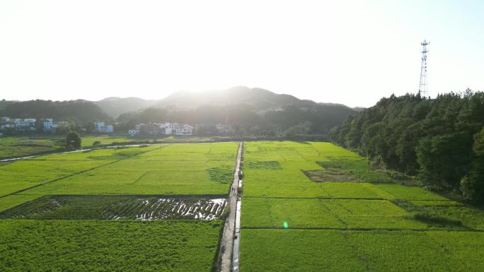 清晨的乡村农田