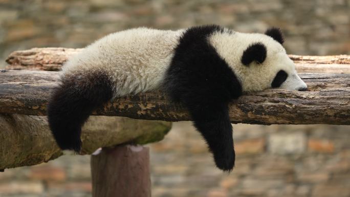 熊猫宝宝睡觉