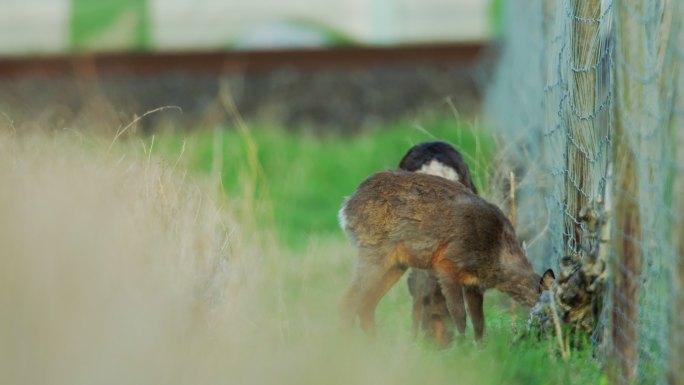 围栏附近两只小鹿的详细照片