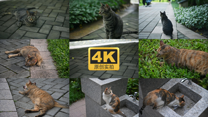 【4K原创实拍】公园各种流浪猫
