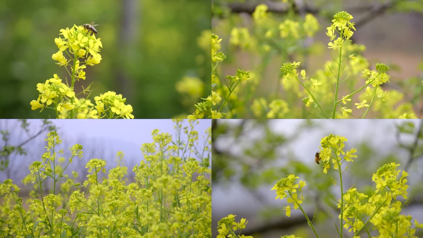 4K蜜蜂 油菜花朵 油菜地  春天