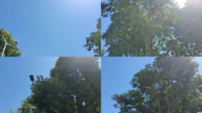 仰视绿绿仰拍绿树抬头看绿树阳光穿过树叶