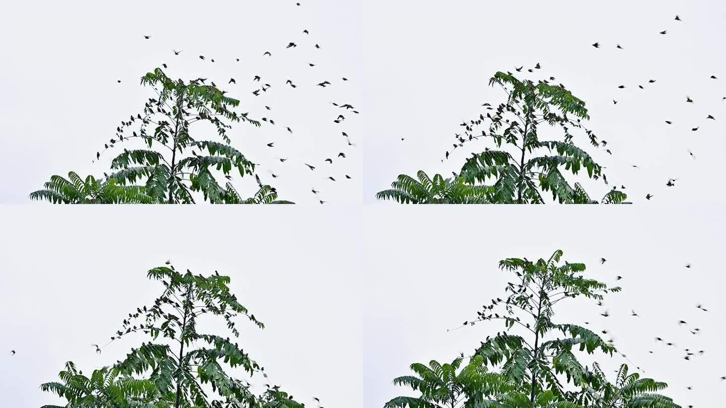 树枝上飞翔的麻雀