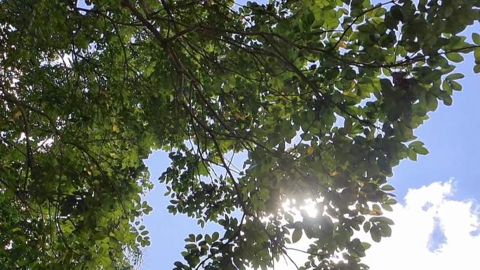 仰拍树影仰望绿树树影太阳影子 绿树光芒