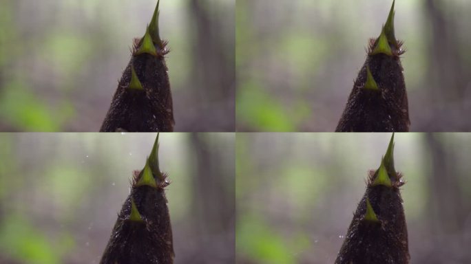 雨中竹笋