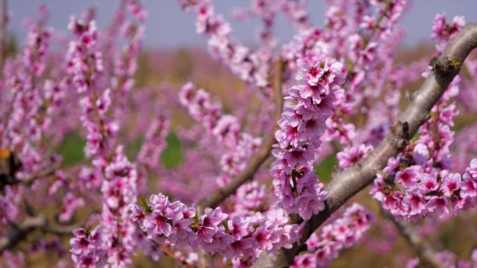 4K桃花浪漫 桃花林 桃花源