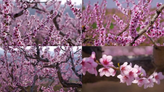 4K桃花浪漫 桃花林 桃花源