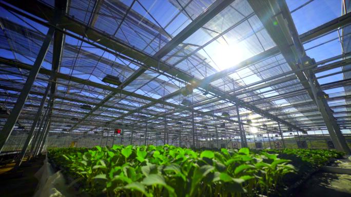 大棚农业大棚智慧化大棚
