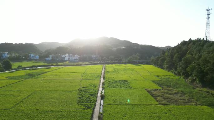 阳光下的乡野稻田