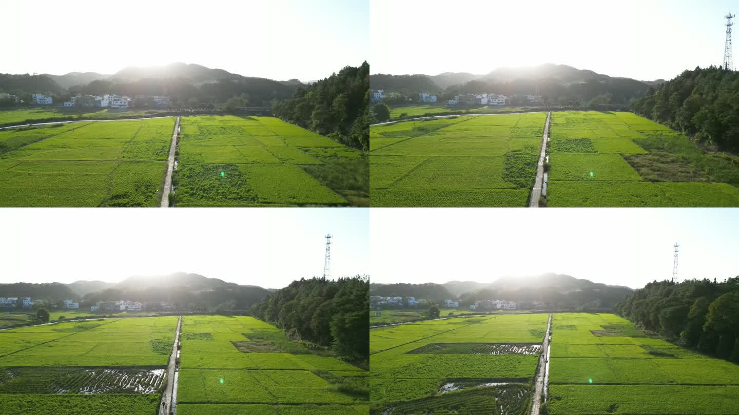 阳光下的乡野稻田