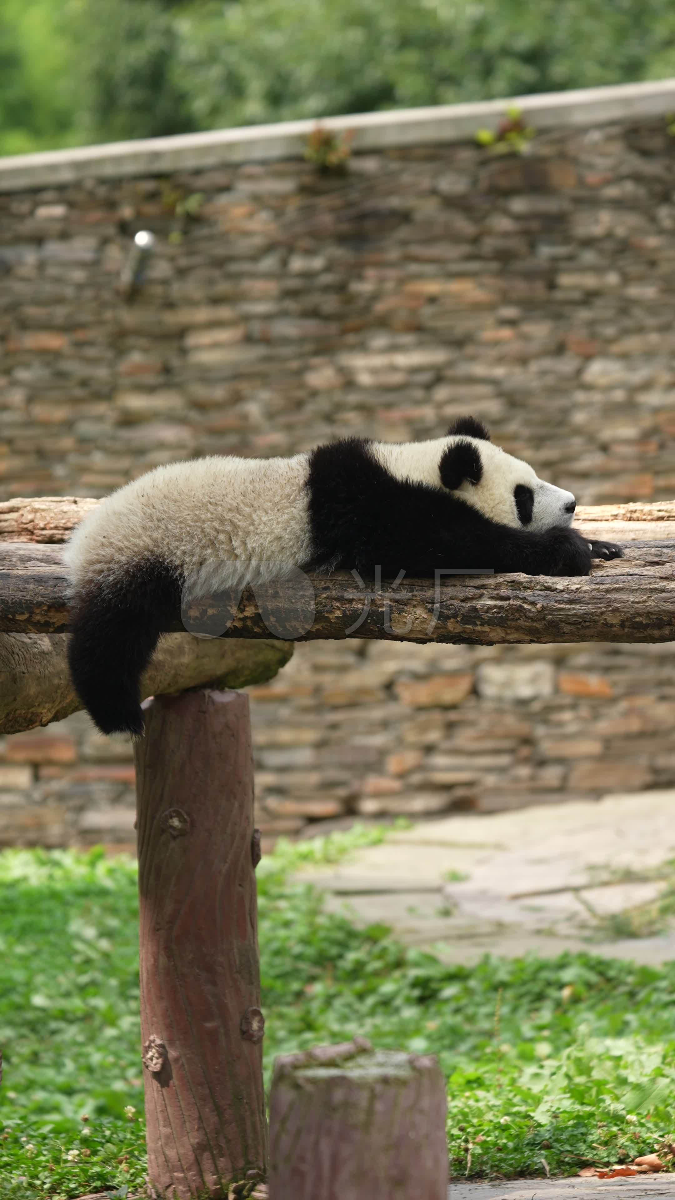 树干上睡觉的熊猫素材图片下载-素材编号14099064-素材天下图库