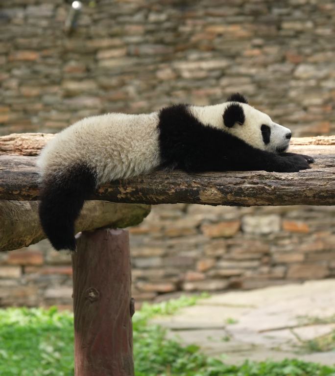 小熊猫睡觉