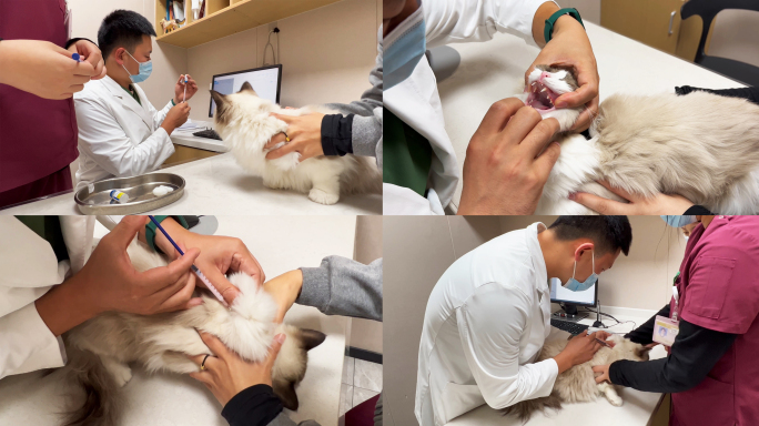 4K实拍猫咪打疫苗 宠物注射疫苗全过程