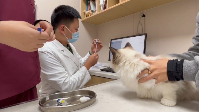 4K实拍猫咪打疫苗 宠物注射疫苗全过程