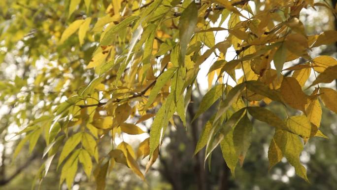 秋季泛黄的树叶在微风吹拂下轻轻摇动