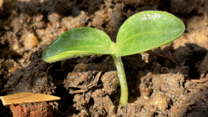 阳台盆栽小嫩苗破土生长实拍合集