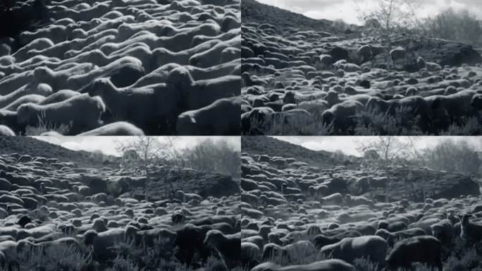 60年代70年代绵羊群牧羊畜牧业