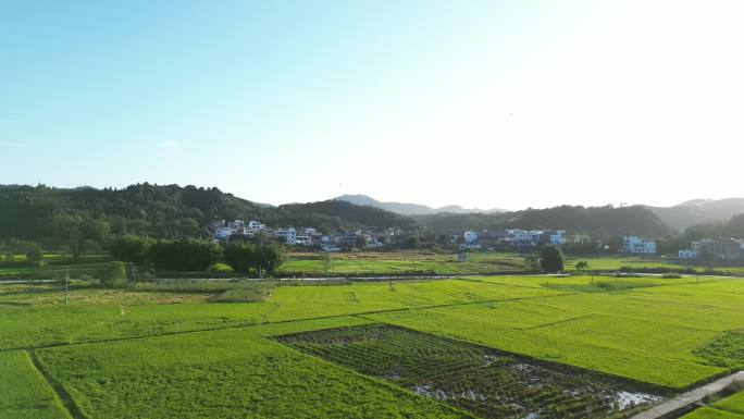绿色农田水稻风光