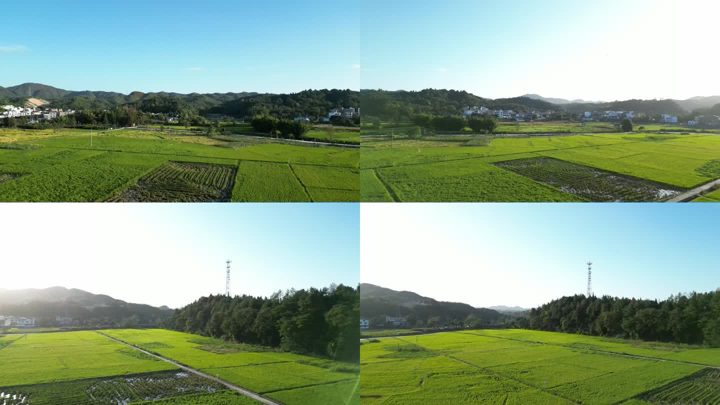 绿色农田水稻风光