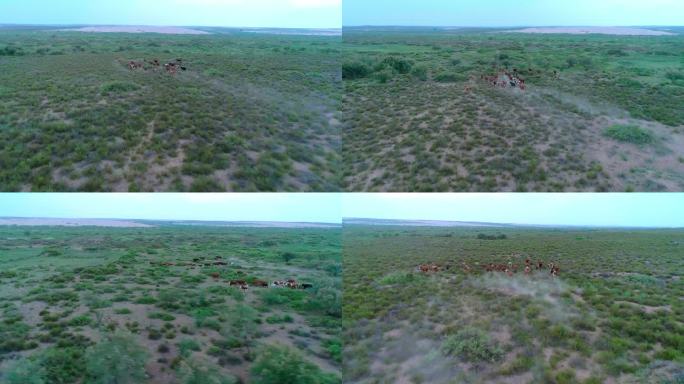 【4k】草原牧牛奔跑的牛群