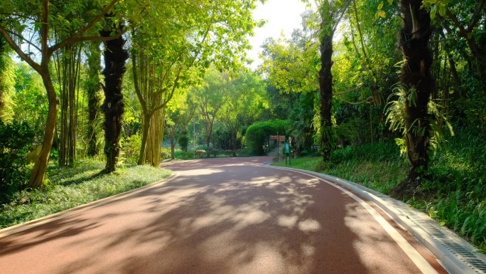 公园道路跑道 林间小路 林荫大道