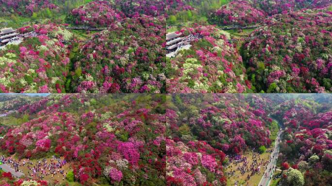 百里杜鹃 毕节 普底 贵州 花海