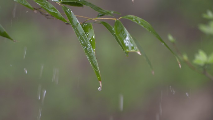 雨中竹叶