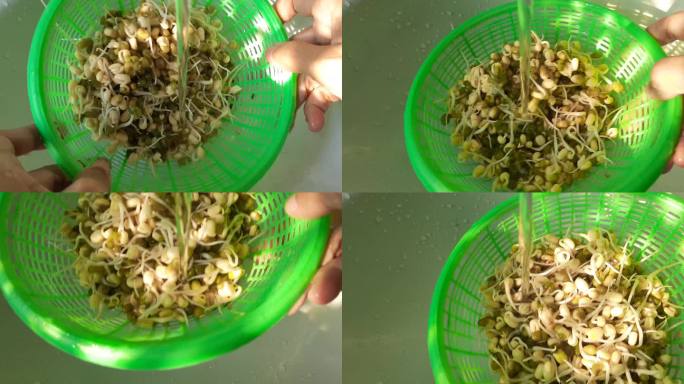 手洗绿豆芽豆芽