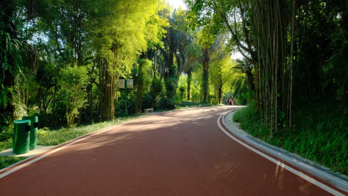 校园道路树林森林跑道 林间小路 林荫大道