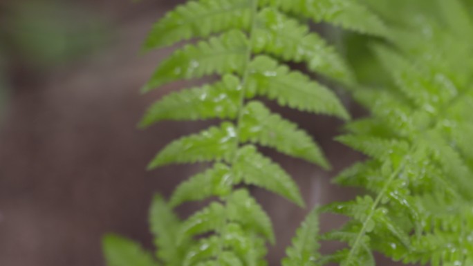 雨中绿叶