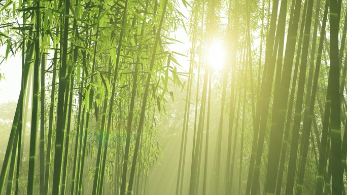阳光竹林