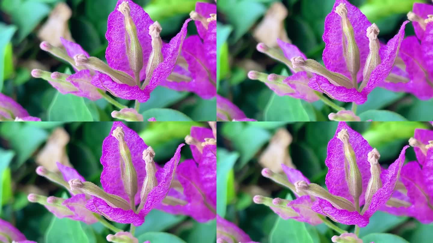 公园里的紫茉莉花实拍