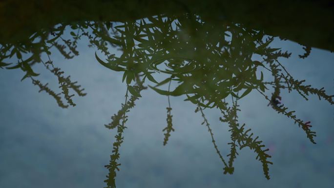 倒影 自然生态意境镜头 雨滴 水中倒影