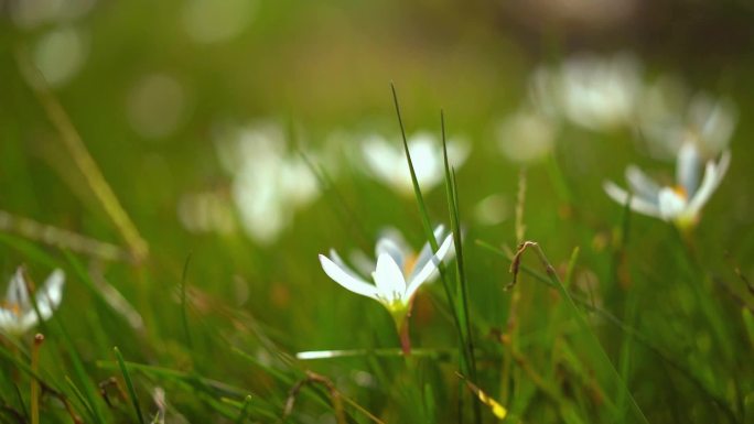 白色小花自然清逆光唯美特写韭菜花公园