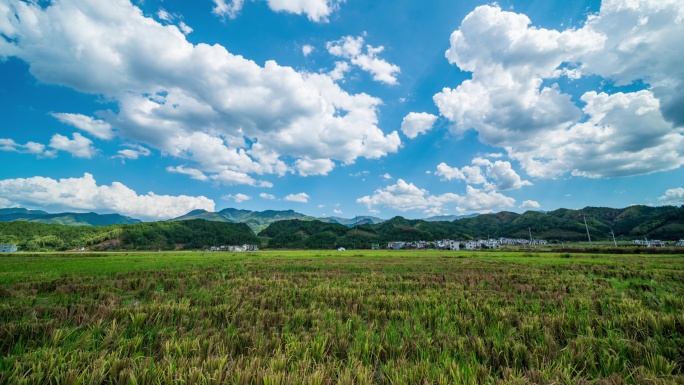 8K大气稻田稻穗日出日落延时