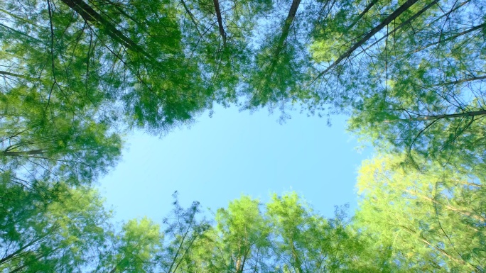 仰拍仰视森林落羽杉树林天空空镜