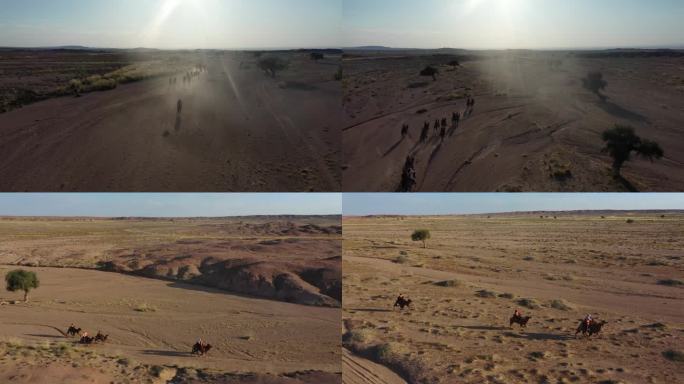 骆驼视频 赛骆驼