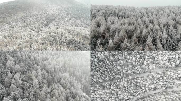 雪山森林雪景冰挂雾凇芦芽山穿越雪地