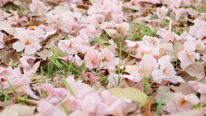 粉色樱花落在地上地上的花