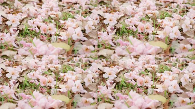 粉色樱花落在地上地上的花